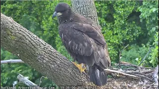 DC9 BRANCHES First Time! 💕 😊  DC National Arboretum EagleCam 5.25.22