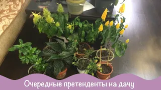 Какие комнатные цветы едут на дачу. Отвожу растения из квартиры.