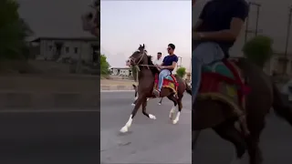 Marwari And Sindhi #horse ❤️❤️