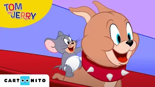 Tom i Jerry Show | Lunatykowanie | Cartoonito