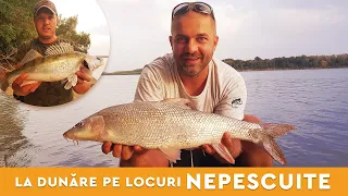 Pescuit la Dunare pe locuri VIRGINE!! 4 monturi pentru Salau si pesti frumosi la feeder!