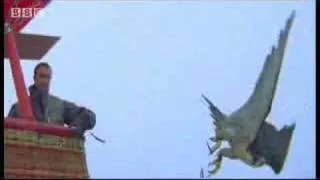Birds - peregrine falcon dives at 180 mph - Ultimate Killers - BBC wildlife