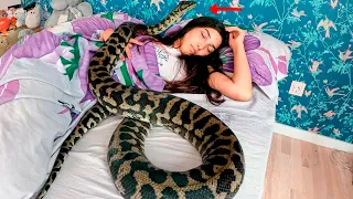 Doctor asked her not to sleep with her Python snake anymore until he saw the ultrasound!