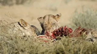 Shocking Moments When Painful Lions AreAttacked And Tortured By Africa's Deadliest Preys