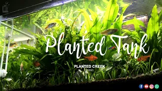 Planted Tank #plantedcreek #aquarium  #aquascaping