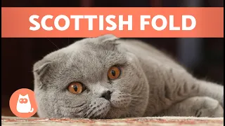 SCOTTISH FOLD CAT BREED 🐱 Characteristics, Care and Health 🐾