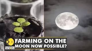 Farming on the moon now possible? Scientists grow plants in lunar soil | World English News | WION