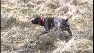 German Shorthaired Pointer Finding Pheasants