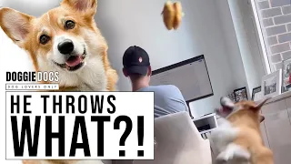 Cute Corgi Hilarious Attempts To Distract Owners While Working