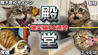 【2ch動物スレ殿堂入り猫編】ツッコミどころ満載なおもしろ猫動画50連発！Part2（鳴き声、しゃべる、子猫、かわいい）