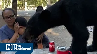 Mexican family freeze as black bear steals their picnic