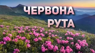 Пісні - Червона рута