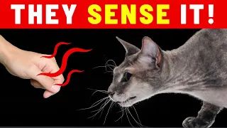 How Your Cat Can Sense a Bad Person (And Other Amazing Cat Abilities)