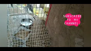 Cockatiels Refusing to bathe