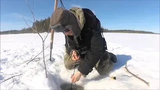 Шнур в натяг. Проверка самоловок Весенняя рыбалка