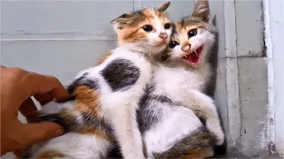 The Rescue KITTENS ANGRY And HISSING At Me, I Try To Calm Down Scared Kittens - Cats Meowing
