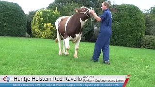 Huntje Holstein Red Ravello