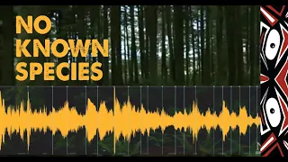Strange Sounds Spark Search for Sasquatch in B.C. (ThinkerThunker Analysis)