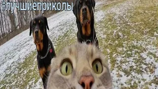 🤣ЛУЧШЕ ПРИКОЛЫ🤪|ЛУЧШИЕ ПРИКОЛЫ 2021 🤡 | лучшие приколы тест на психику приколы 2021лучшие приколы