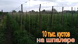 Как подвязать высокорослые томаты в открытом грунте. Самый простой и выгодный вариант