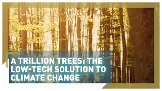 A trillion trees: the low-tech solution to climate change