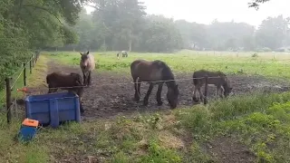 Belgische trekpaarden veulens in soest de veulens doen ondeugend