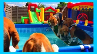 Funny Beagle Dogs Having a Pool and Bounce House Party : Louie The Beagle