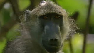 Водопад Виктория - африканский земной рай. Док фильм Nat Geo Wild HD.