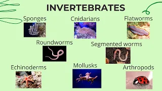 Invertebrates | Science Lesson for Kids |