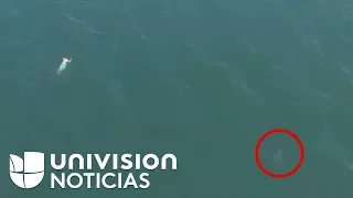 Un hombre salta al mar para escapar de la policía y en el agua los esperaban los tiburones