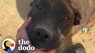 Woman Rescues Dog Left Tied Up In 100 Degree Heat | The Dodo