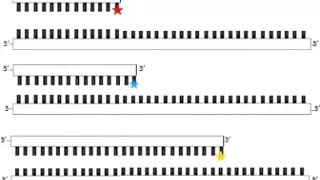 Fluorescent DNA sequencing with Capillary Electrophoresis