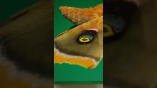 Polyphemus moth - the best backyard moth?