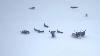 Wolf Pack Gives Chase to Group of Elk || ViralHog