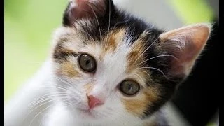 Funny Cats Compilation 2014