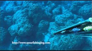 Spearfishing -- Arrogant shot on a grouper - Pesca Submarina - Chasse sous marine
