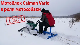 Мотоблок Caiman Vario в роли мотособаки