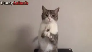 Compilation of funny cats and kittens for a good mood!