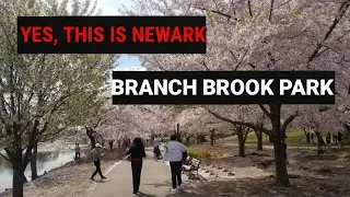 The Park With Most Cherry Blossoms in USA!!!! - Branch Brook Park, Newark, NJ