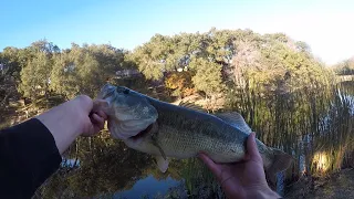 Big Bass Chokes Bluegill Swimbait