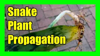 How To Propagate Snake Plant In Soil: Growing Snake Plant From Leaf Cutting