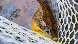 GOOD OLE' TENNESSEE - Fly Fishing the Watauga River
