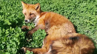 One interesting fact about FOX SHEDDING