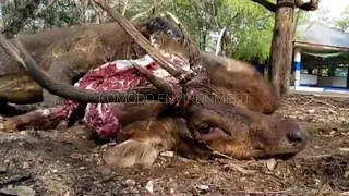 Komodo dragon attack the deer on its throat ( part 2 )