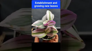 Watch the Transformation of Tradescantia Nanuk: From Cuttings to Mature Plant #shorts #tradescantia