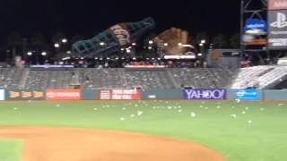 Seagulls at the Giants Ballpark.