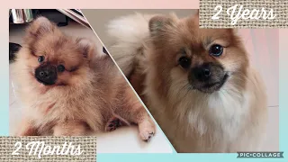 Cute Pomeranian Dog Transformation || Julia & Chelsy the Furry Pomeranian