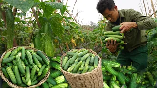 Making windows for the house, harvesting cucumbers and bringing them to the market to sell | EP 22