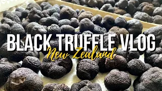 TRUFFLE HUNTING |  Black Truffle Farm | THE MOST EXPENSIVE FOOD IN THE WORLD  | JOS ATKIN