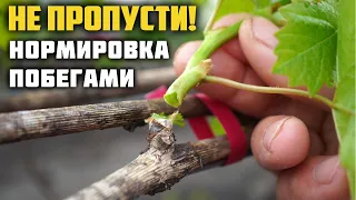 Нормировка кустов винограда побегами 🌱